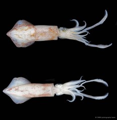 Uroteuthis duvaucelii • © CMBS photography team • All Rights Reserved