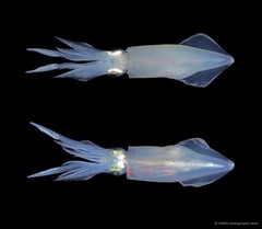 Uroteuthis duvaucelii • © CMBS photography team • All Rights Reserved