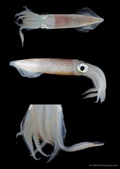 Uroteuthis duvaucelii • © CMBS photography team • All Rights Reserved