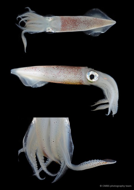 Uroteuthis duvaucelii