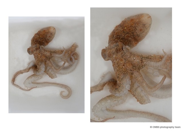 Abdopus sp. "1" • © CMBS photography team • All Rights Reserved