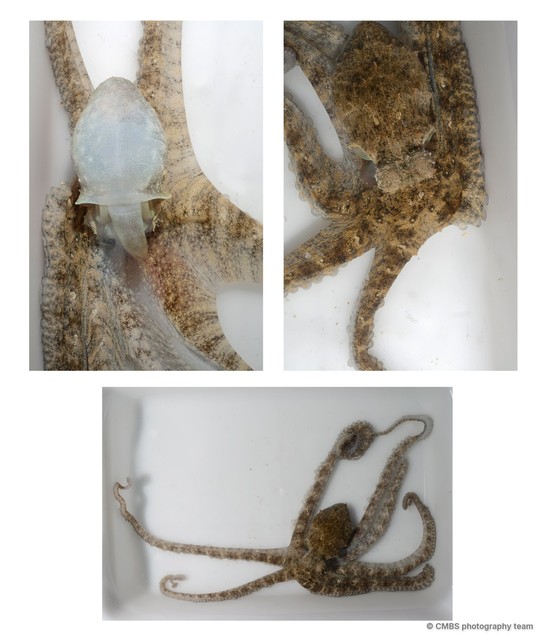 Abdopus sp. "3" • © CMBS photography team • All Rights Reserved