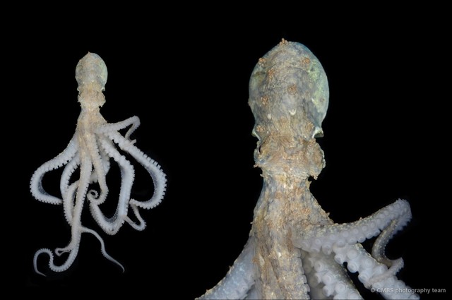 Abdopus sp. "4" • © CMBS photography team • All Rights Reserved
