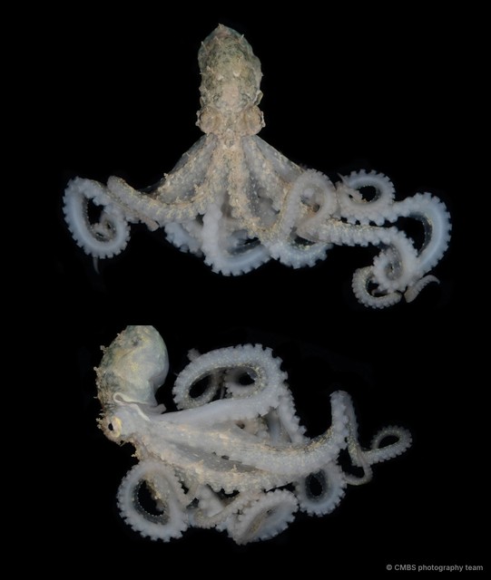 Abdopus sp. "5" • © CMBS photography team • All Rights Reserved