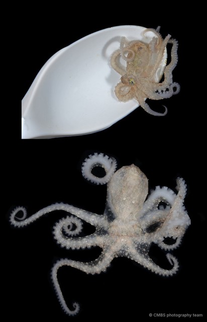 Abdopus sp. "6" • © CMBS photography team • All Rights Reserved