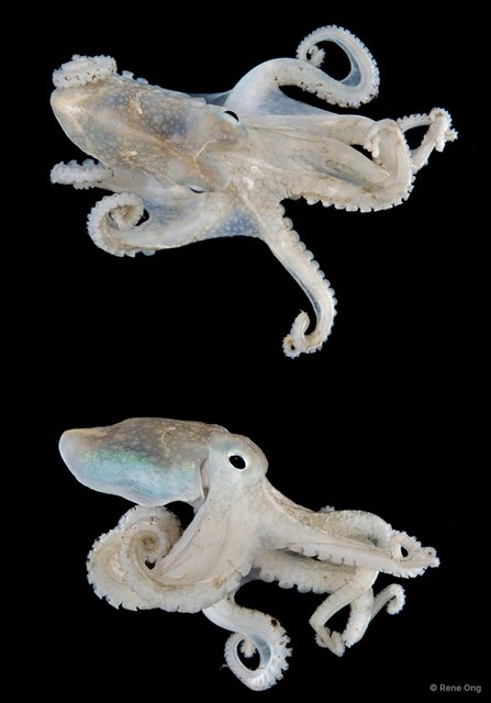Amphioctopus sp. "1" • © Rene Ong • All Rights Reserved