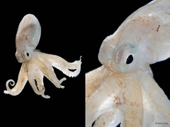 Amphioctopus sp. "2"