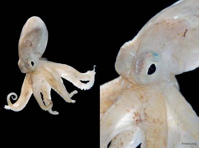 Amphioctopus sp. "2" • © Rene Ong • All Rights Reserved