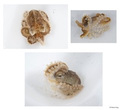 Amphioctopus aegina (Gray, 1849)