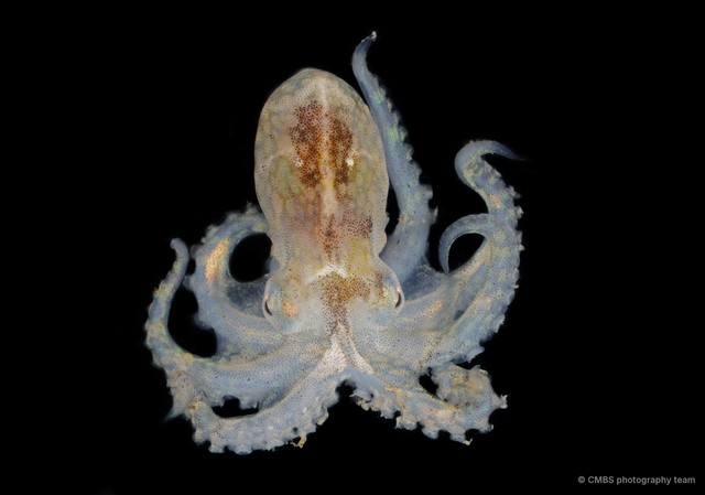 Macrochlaena sp. "cf. winckworthi" • © CMBS photography team • All Rights Reserved