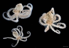 Octopus sp. "1"