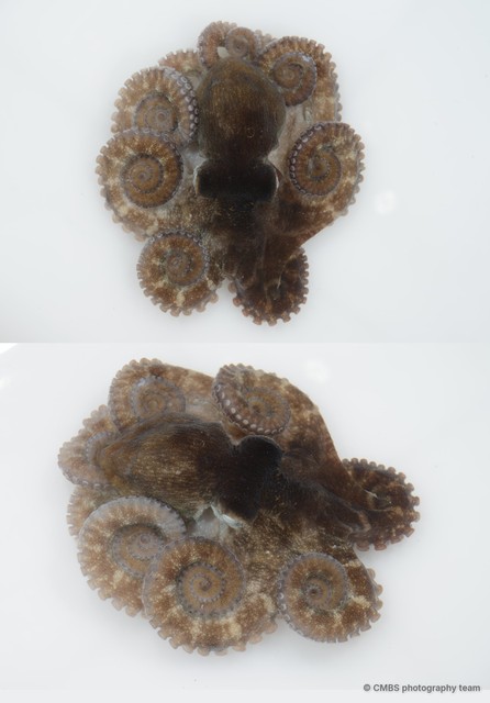 Octopus sp. "10" • © CMBS photography team • All Rights Reserved