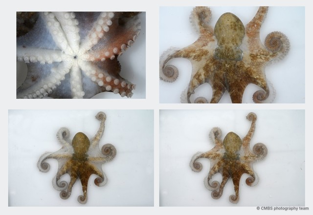 Octopus sp. "11" • © CMBS photography team • All Rights Reserved