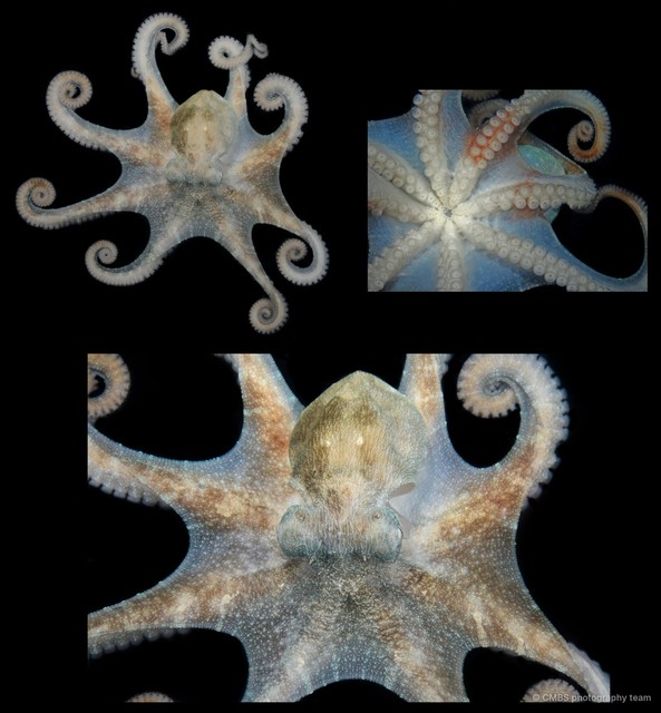 Octopus sp. "12" • © CMBS photography team • All Rights Reserved