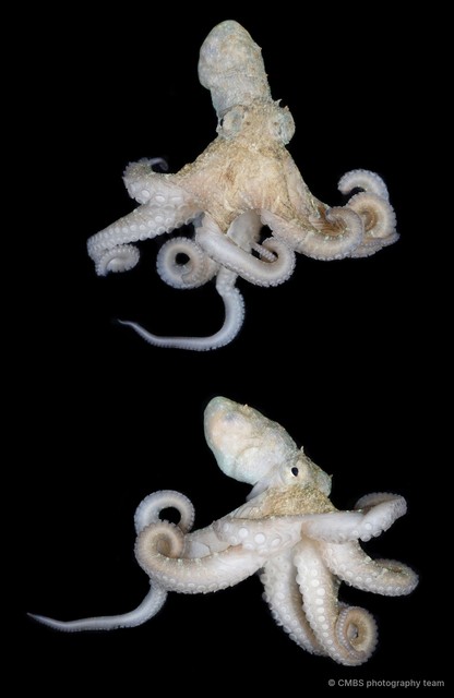 Octopus sp. "13" • © CMBS photography team • All Rights Reserved