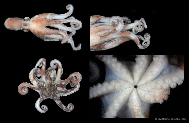 Octopus sp. "14" • © CMBS photography team • All Rights Reserved