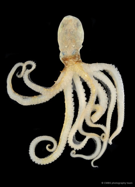 Octopus sp. "15" • © CMBS photography team • All Rights Reserved