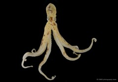 Octopus sp. "16"