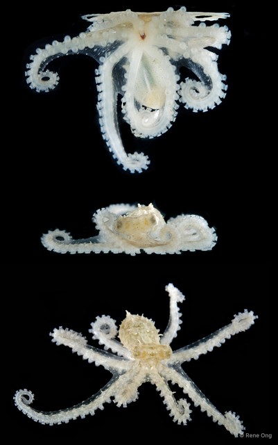 Octopus sp. "17" • © Rene Ong • All Rights Reserved