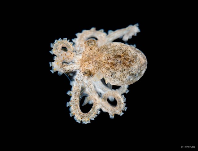 Octopus sp. "3" • © Rene Ong • All Rights Reserved