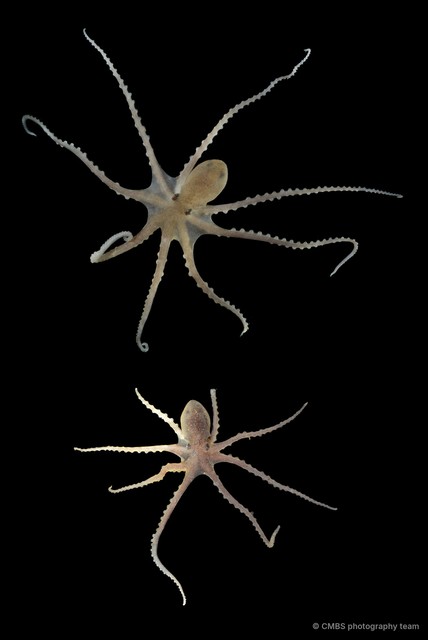 Octopus sp. "4" • © CMBS photography team • All Rights Reserved