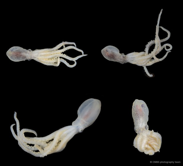 Octopus sp. "5" • © CMBS photography team • All Rights Reserved