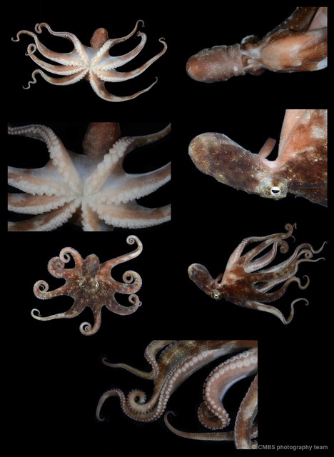 Octopus sp. "6" • © CMBS photography team • All Rights Reserved