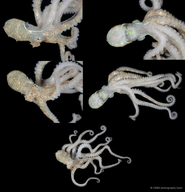Octopus sp. "7" • © CMBS photography team • All Rights Reserved