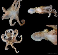 Octopus sp. "8"