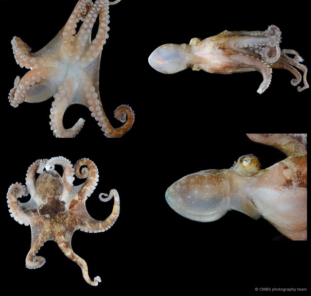 Octopus sp. "8" • © CMBS photography team • All Rights Reserved
