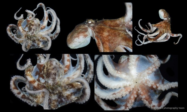 Octopus sp. "9" • © CMBS photography team • All Rights Reserved