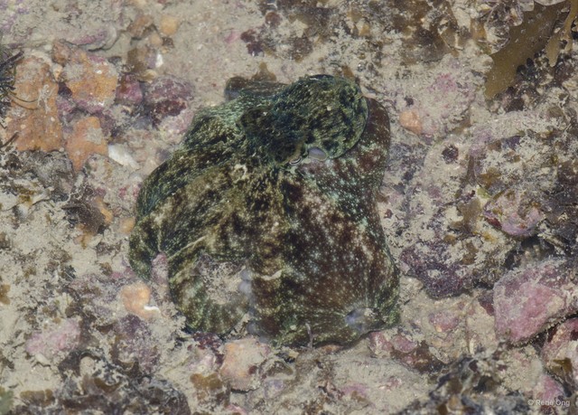 Octopus sp. "9e5f0e90" • © Rene Ong • All Rights Reserved