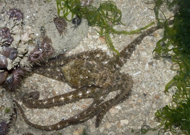 Octopus sp. "d153eb56" • © Rene Ong • All Rights Reserved