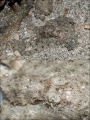 Octopus sp. "d153eb58"