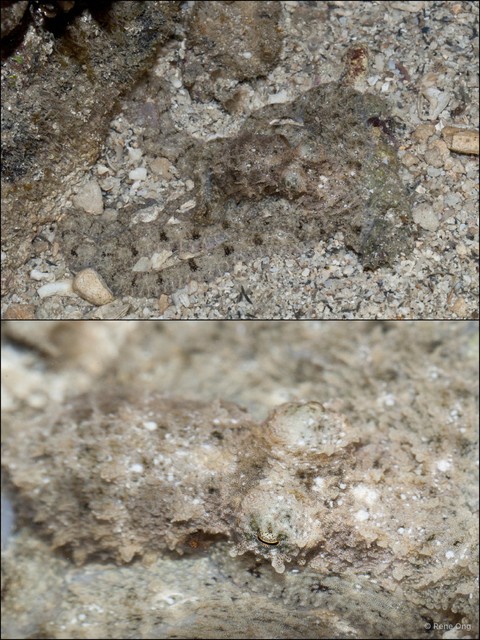 Octopus sp. "d153eb58" • © Rene Ong • All Rights Reserved