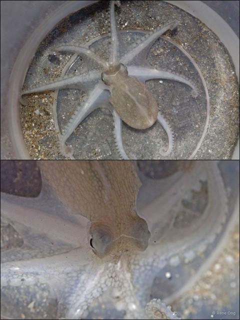 Octopus sp. "d153eb60" • © Rene Ong • All Rights Reserved