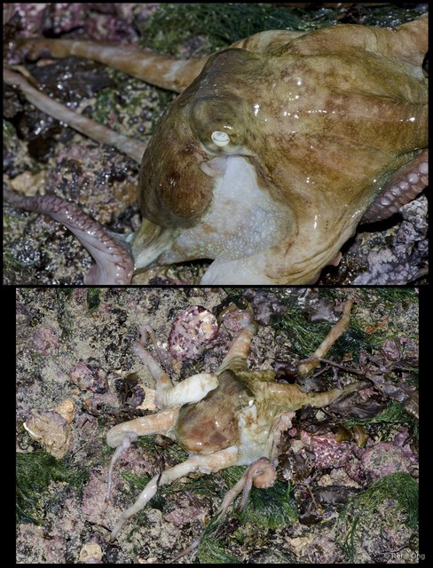 Octopus sp. "d153eb68" • © Rene Ong • All Rights Reserved