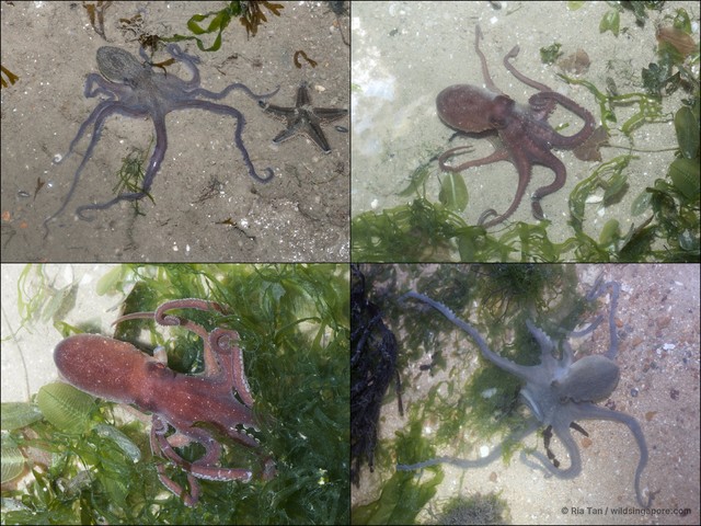Octopus sp. "e1bd0e7b" • © Ria Tan • All Rights Reserved