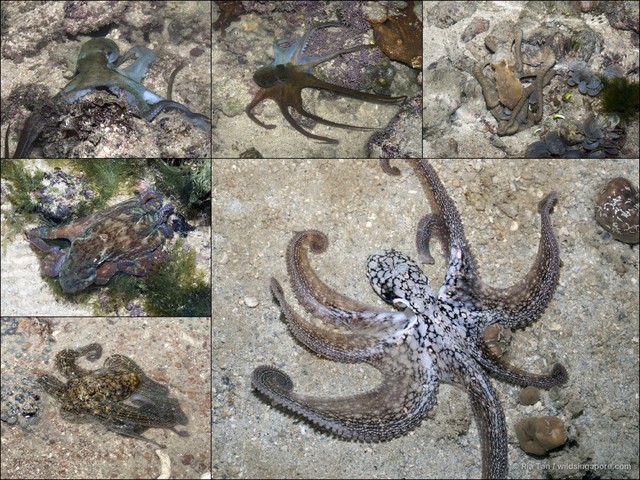 Octopus sp. "e1bd0e7e" • © Ria Tan • All Rights Reserved
