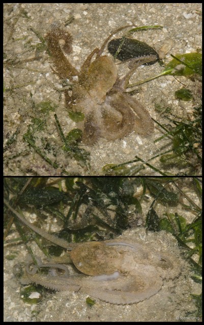 Octopus sp. "fca57d09" • © Rene Ong • All Rights Reserved