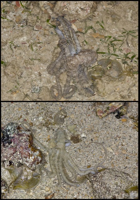 Octopus sp. "fca57d0c" • © Rene Ong • All Rights Reserved