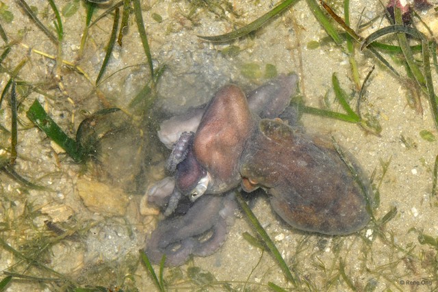 Octopus sp. "fca57d15" • © Rene Ong • All Rights Reserved
