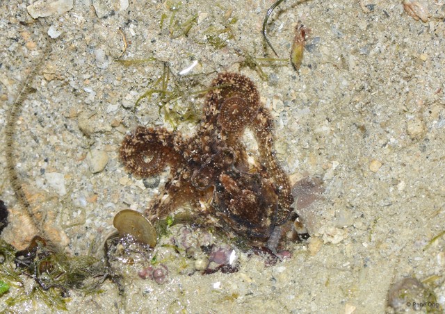 Octopus sp. "fca57d18" • © Rene Ong • All Rights Reserved