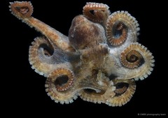 Octopus sp. "SS-4372"