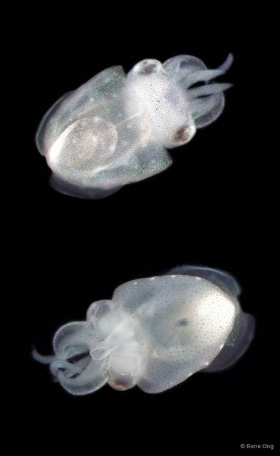 Sepiida sp. "Cuttlefish 2" • © Rene Ong • All Rights Reserved