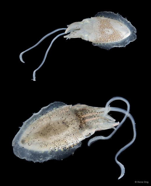 Sepiida sp. "Cuttlefish 4" • © Rene Ong • All Rights Reserved