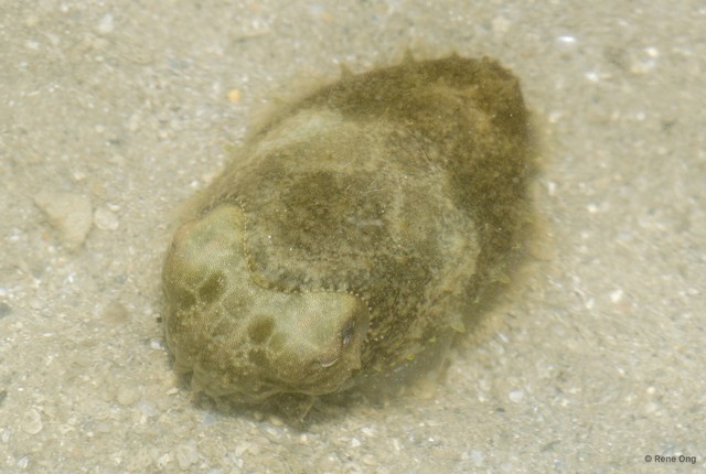 Sepiida sp. "Cuttlefish" • © Rene Ong • All Rights Reserved
