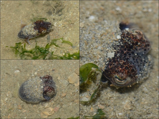 Sepiida sp. "d153eb5e" • © Rene Ong • All Rights Reserved