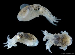 Sepiida sp. "d4b1845d"