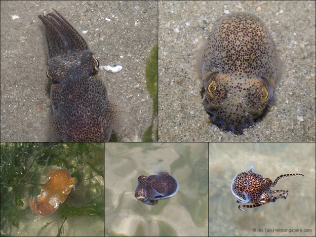 Sepiida sp. "e1bd0e81" • © Ria Tan • All Rights Reserved